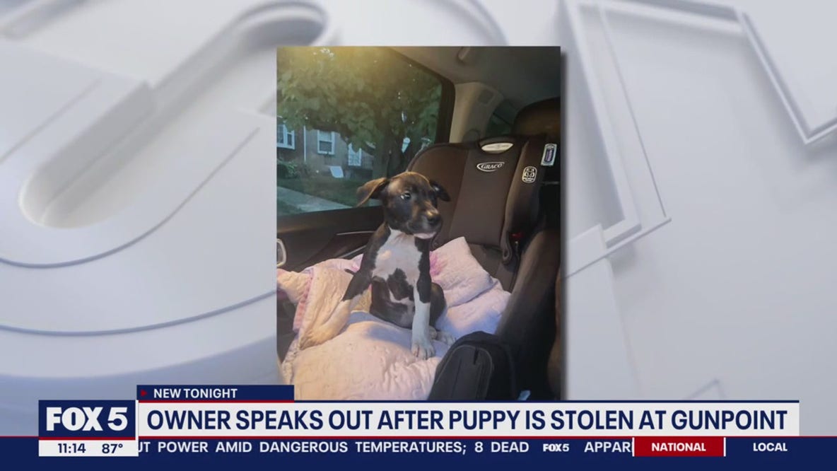 Dog stolen at gunpoint during arranged sale gone wrong in Southeast DC